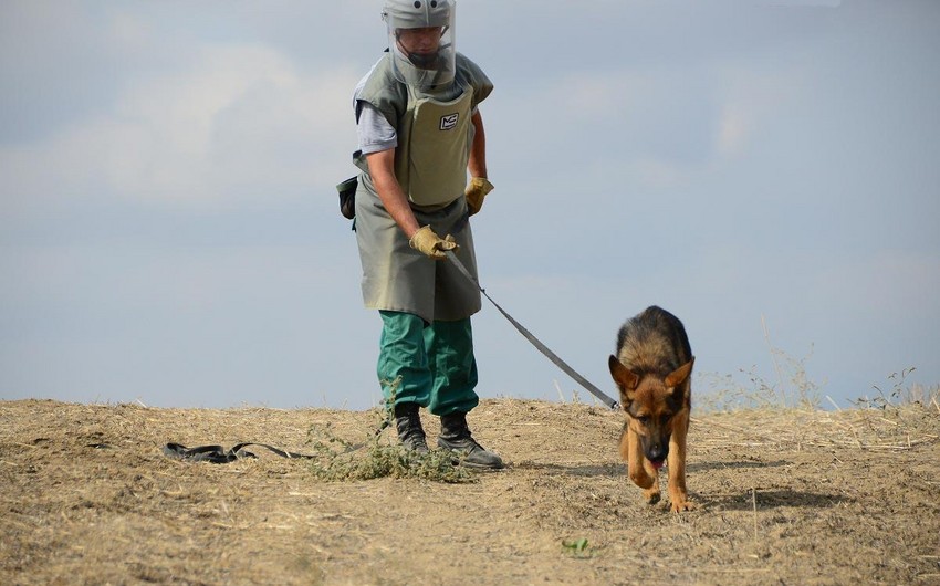 ABŞ Azərbaycana daha 6 minaaxtaran it verdi - FOTO 