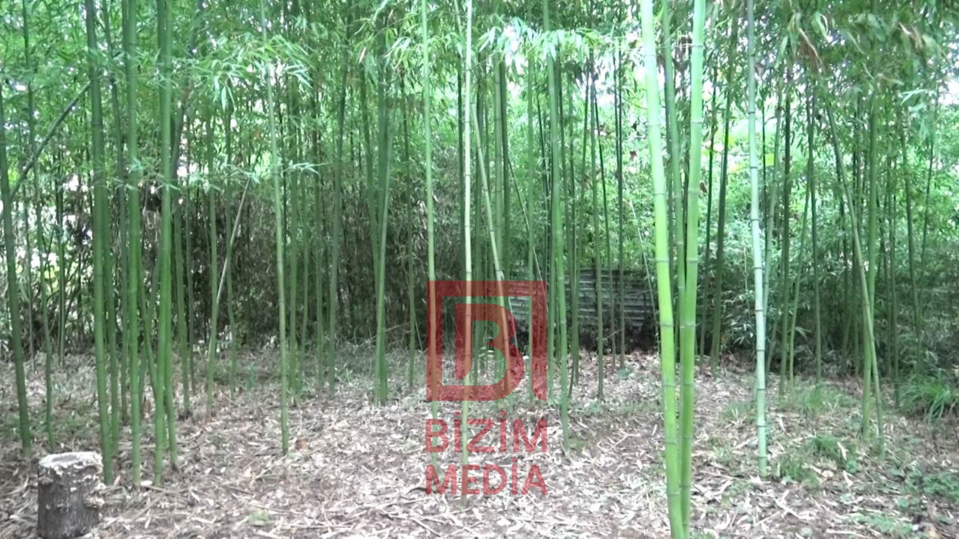 Cənub bölgəmizdə HİND CƏNGƏLLİYİ – Lənkəranın bambuk bağından REPORTAJ/FOTO