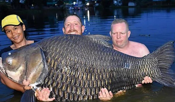 Yeni dünya REKORDU – Tilovla 74 kiloqramlıq balıq TUTDU – FOTO 