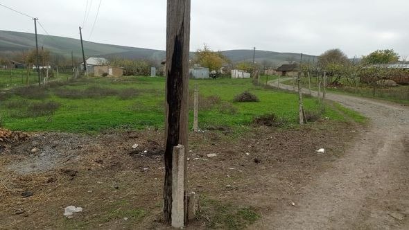 Canavarlar Cəlilabadın Moranlı kəndində mal-qaraya hücum ediblər - FOTO