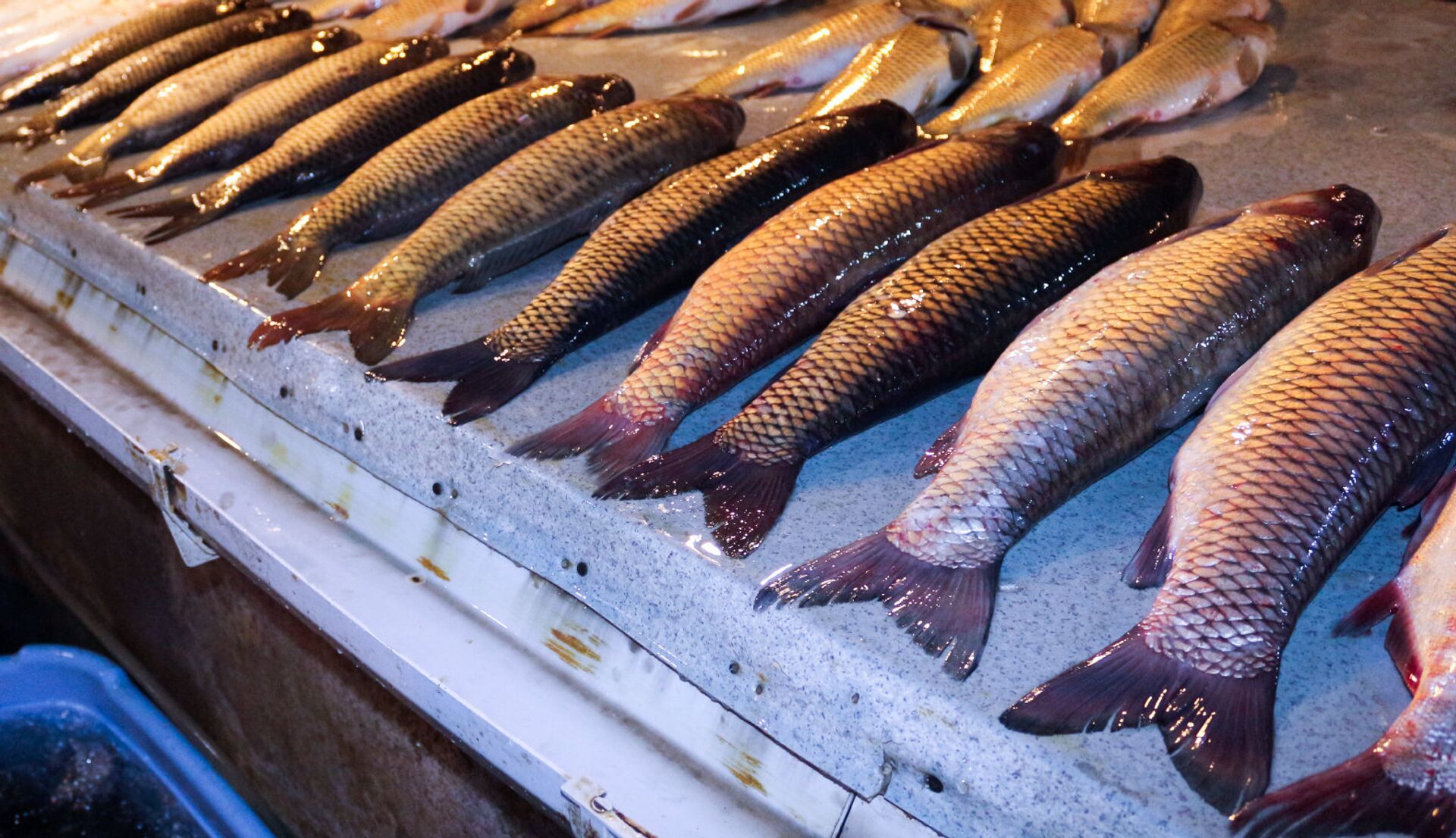 Balıq bazarında satan çox, alan azdır - VİDEO