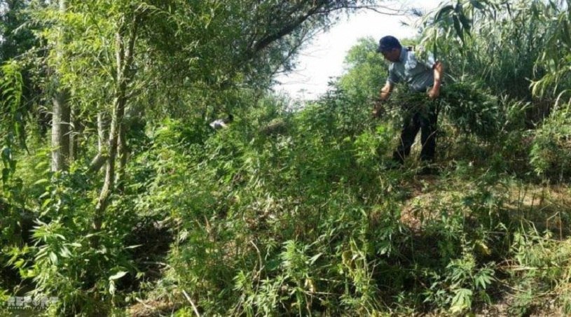 Meşədə narkotik yetişdirdi, həbs olundu – FOTO