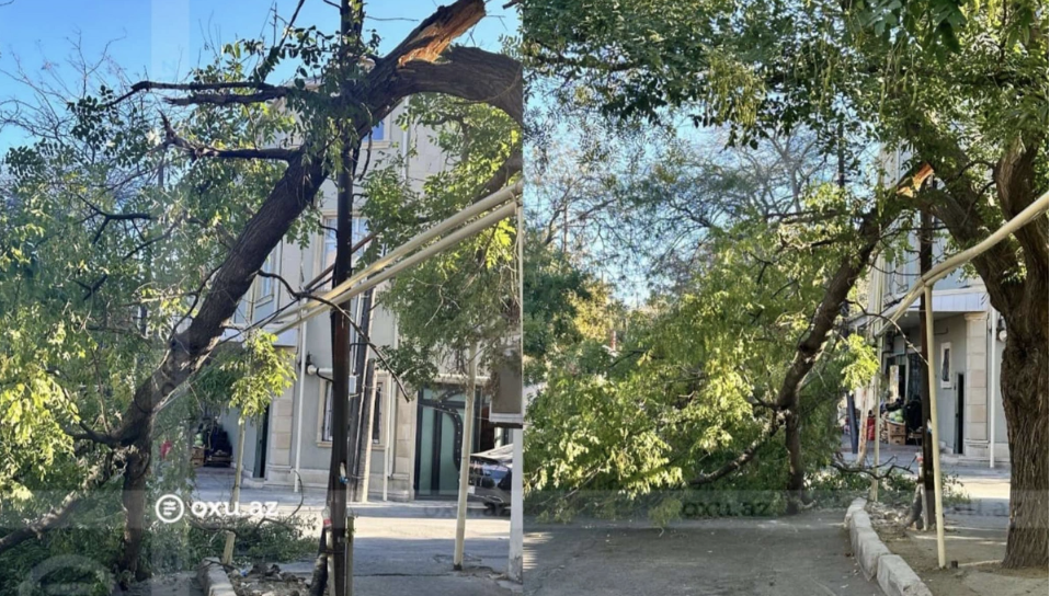 Bakının mərkəzində qırılan ağac YOLU BAĞLAYIB - FOTO/VİDEO