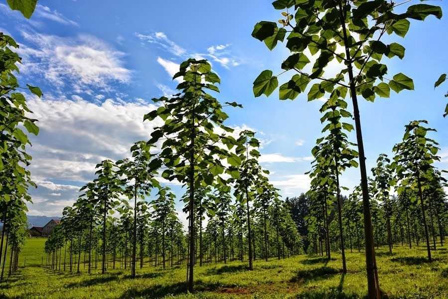 Azərbaycanda COP29-la bağlı park SALINACAQ 