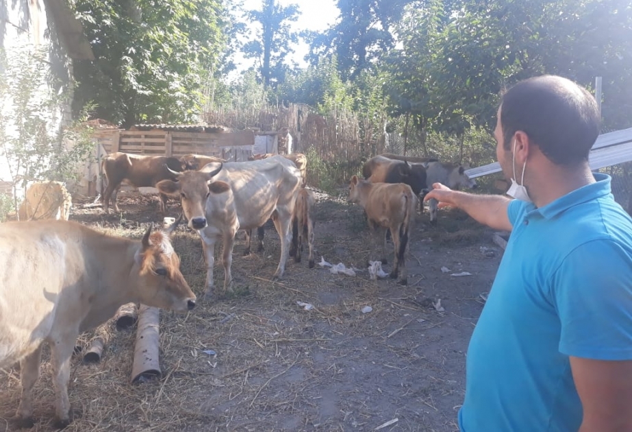 Kürdəmirdə 26 minlik iribuynuzlu heyvan oğurlandı – FOTO