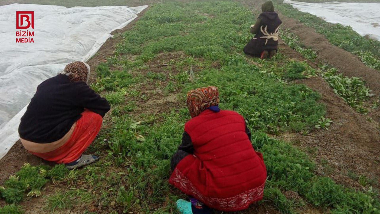 Azərbaycanın əksər bölgələrinə göyərti bu rayondan GÖNDƏRİLİR – REPORTAJ/FOTO