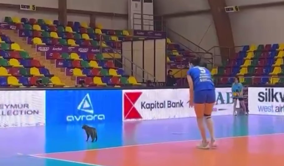 Voleybol matçında çağırılmamış “qonaq” – VİDEO