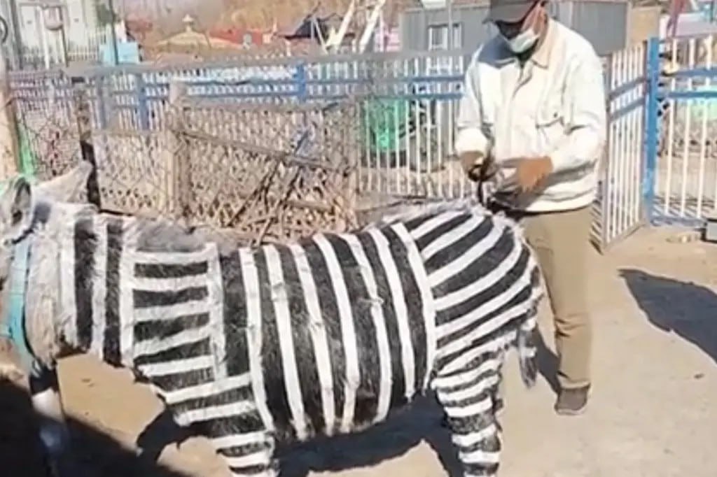 Zooparkda uzunqulaqları rəngləyib, zebra kimi təqdim etdilər – FOTO