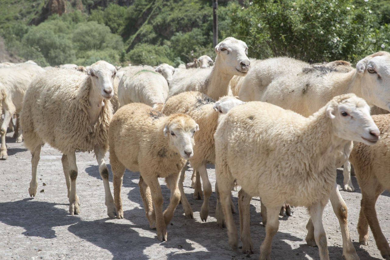 Yerli cins qoyunlar niyə “YOXA ÇIXIR”?