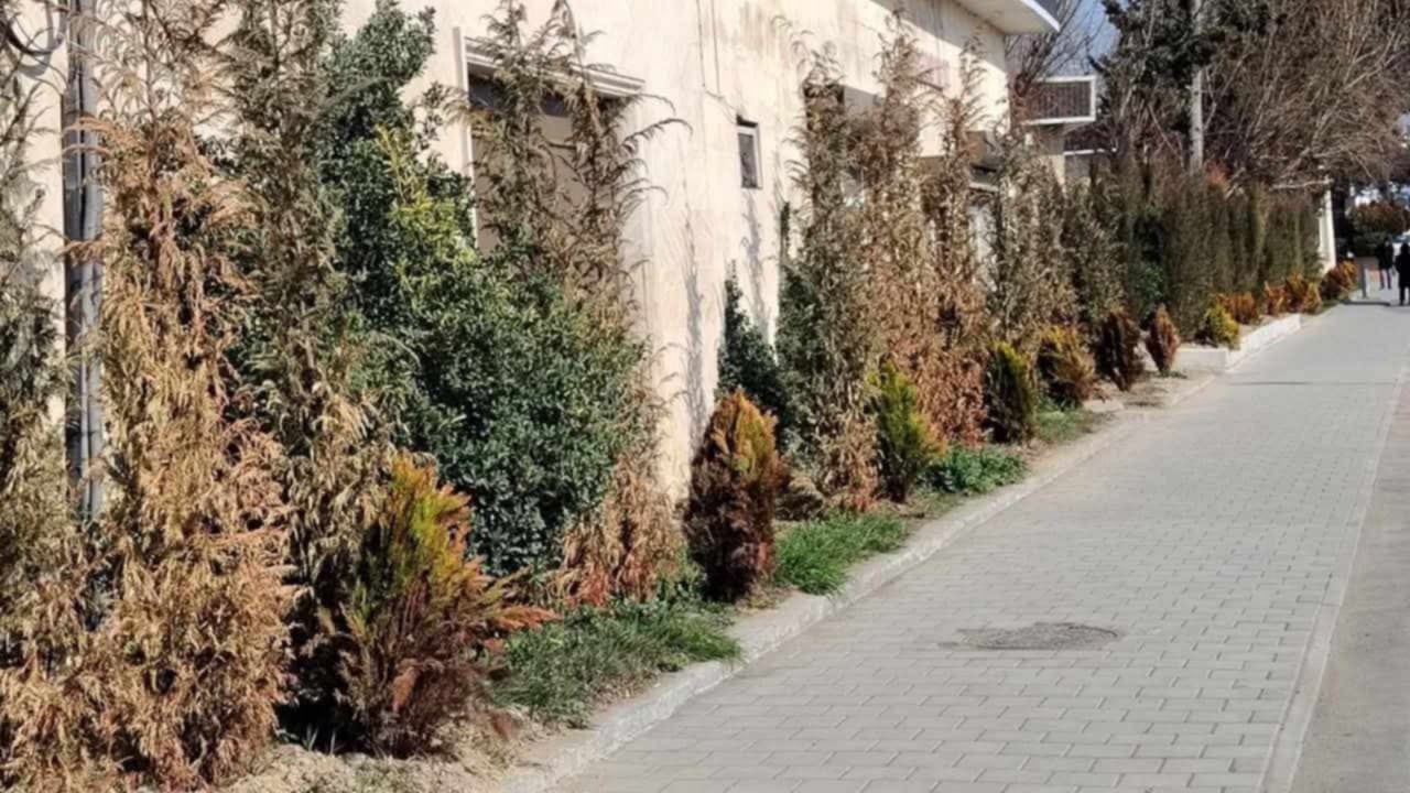 Xətaidə bir neçə ay əvvəl salınmış yaşıllıq zolağı MƏHV OLUR – FOTO/VİDEO