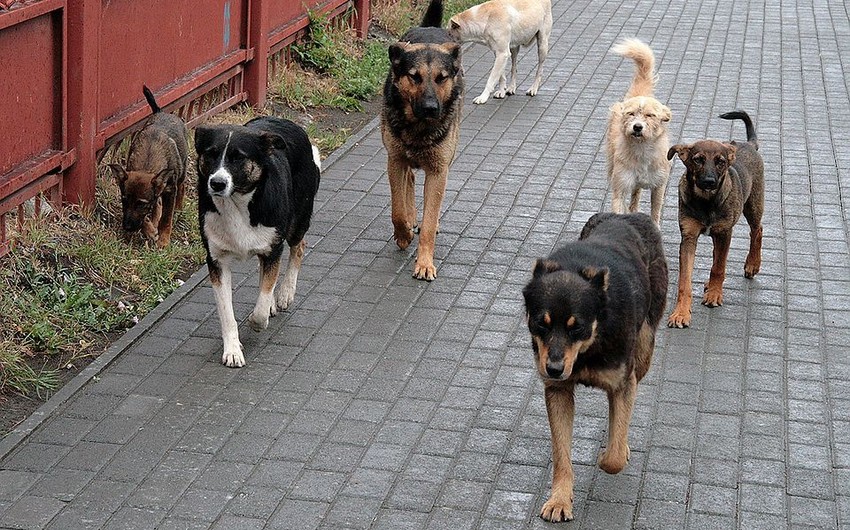 Goranboyda yaşlı qadını it dişlədi