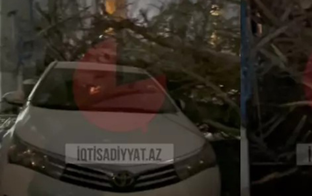 Bakıda külək ağacı maşının üzərinə aşırdı – VİDEO