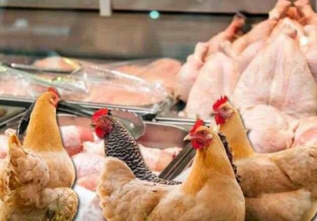 “Kənd toyuğudur” deyib, sizi belə aldadırlar