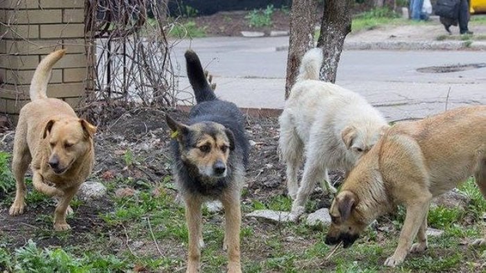 Goranboyda it 50 yaşlı qadına hücum etdi Goranboyda it 50 yaşlı qadına hücum etdi