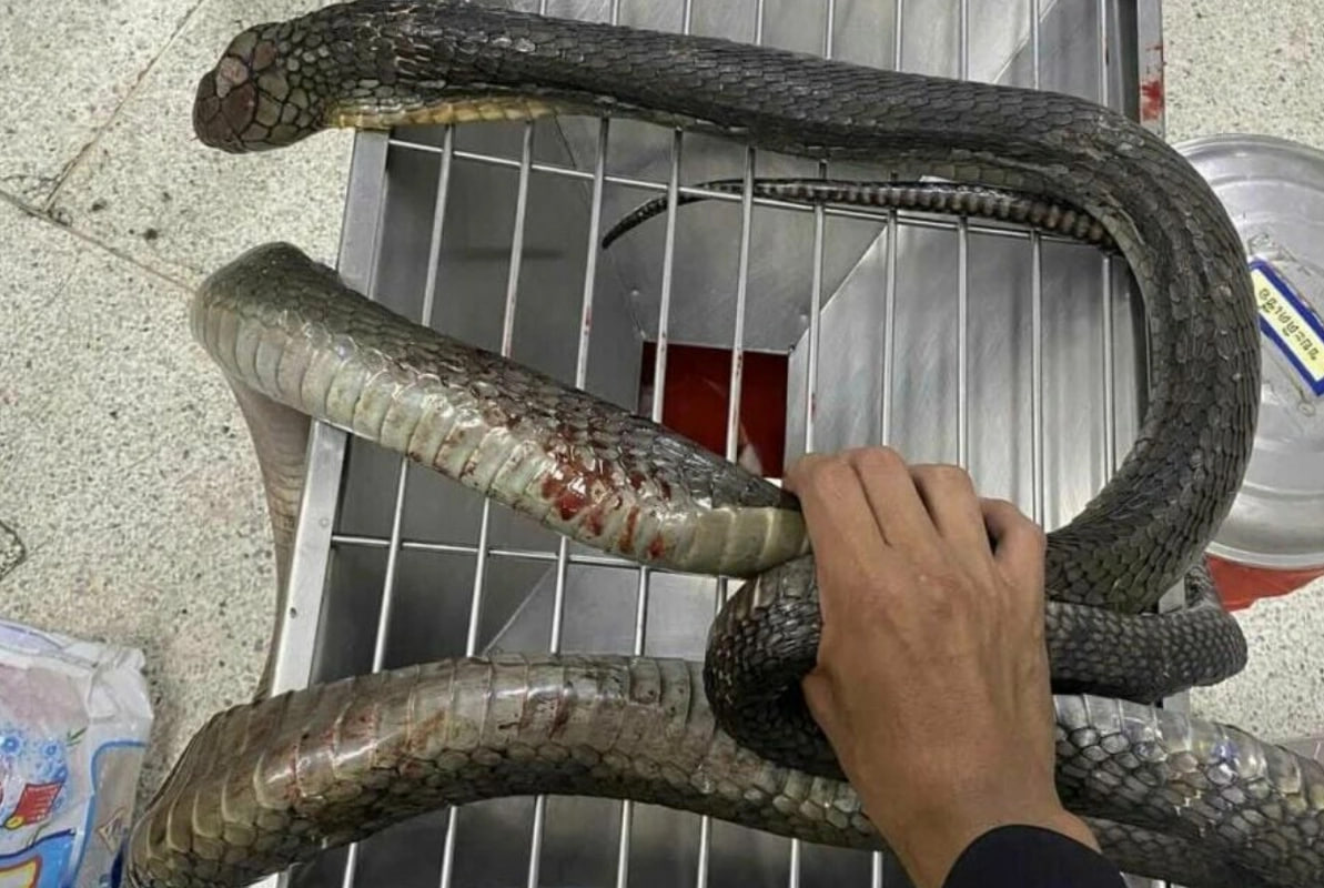 Tailandda qadın onu dişləyən kobranı əlləri ilə öldürüb: Özü ilə xəstəxanaya gətirib – FOTO