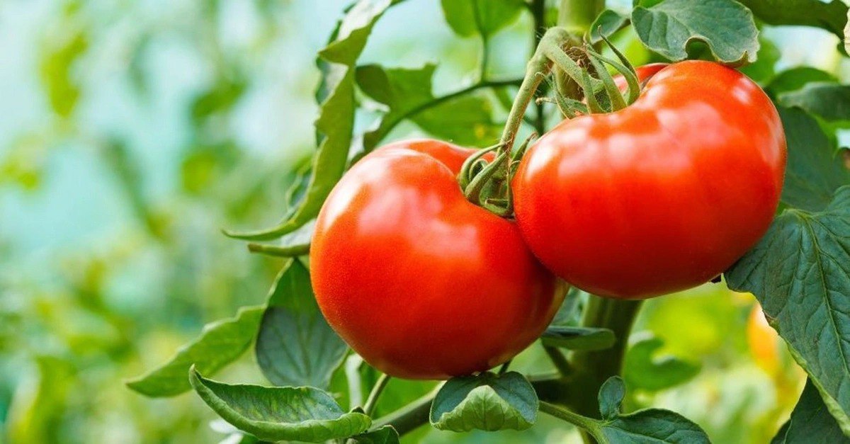 Türkmənistandan pomidor idxalına QADAĞA QOYULDU