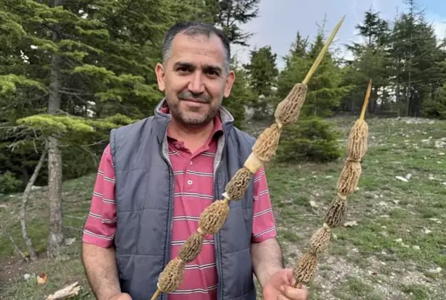 Kilosu 40 manata satılır - Bütün kənd bura axın edir Kilosu 40 manata satılır - Bütün kənd bura axın edir
