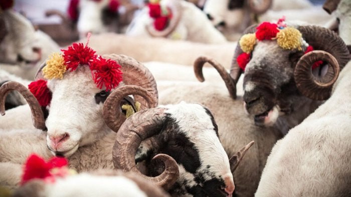 Qurban bayramı ilə bağlı fətva verildi – YENİLƏNİB Qurban bayramı ilə bağlı fətva verildi – YENİLƏNİB