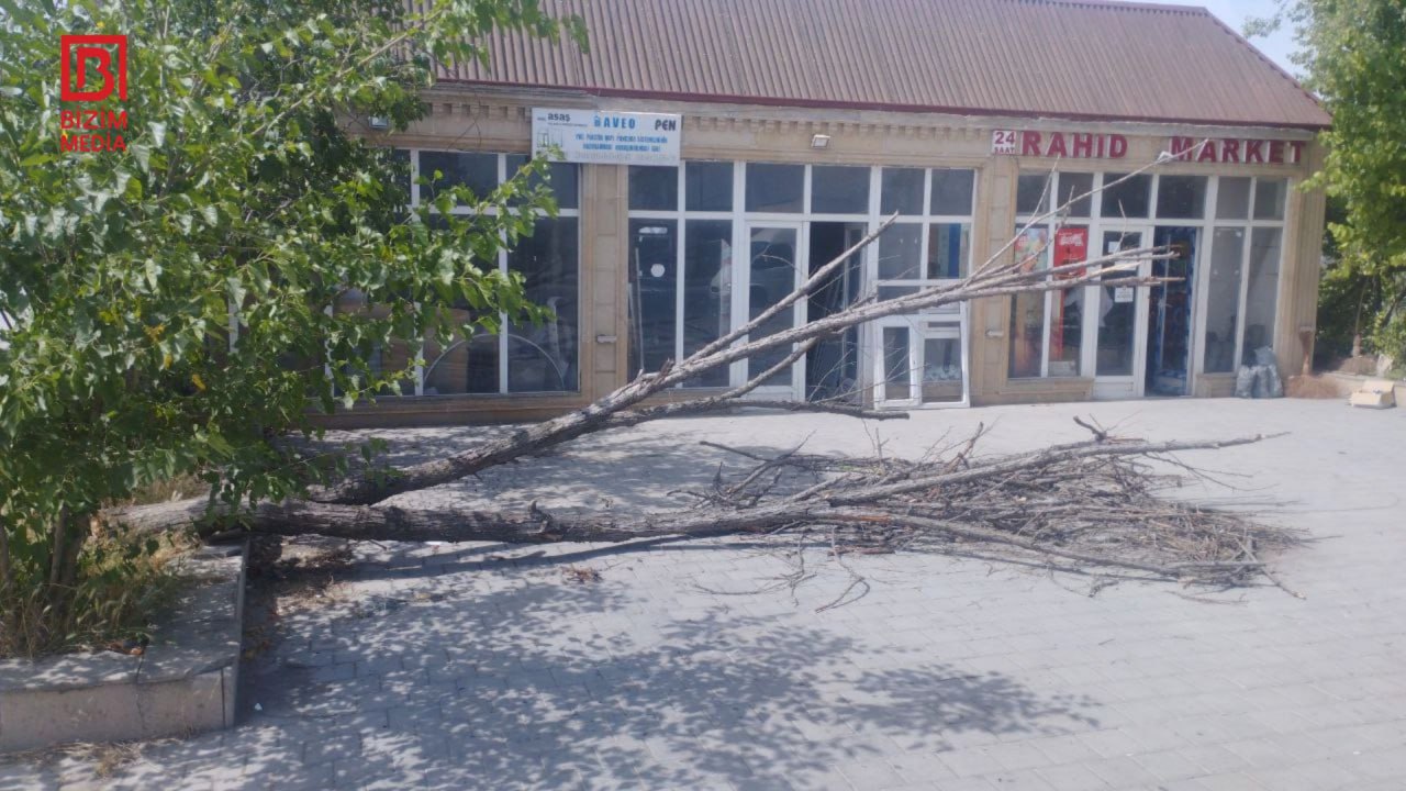 Kürdəmirdə iri gövdəli ağac aşdı, kənd İŞIQSIZ qaldı– FOTO Kürdəmirdə iri gövdəli ağac aşdı, kənd İŞIQSIZ qaldı– FOTO