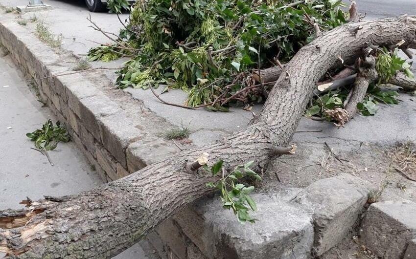 Güclü külək Bakıda 16 ağacı AŞIRDI Güclü külək Bakıda 16 ağacı AŞIRDI