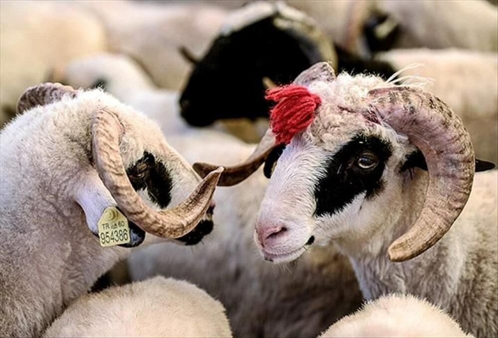 Qurbanlıq üçün hansı heyvanlar kəsilməlidir? – AÇIQLAMA Qurbanlıq üçün hansı heyvanlar kəsilməlidir? – AÇIQLAMA