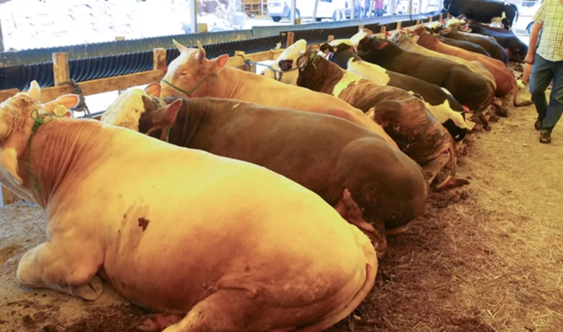 Qurbanlıq heyvanların satışı zamanı görün hansı fırıldaqçılığa əl atdılar Qurbanlıq heyvanların satışı zamanı görün hansı fırıldaqçılığa əl atdılar