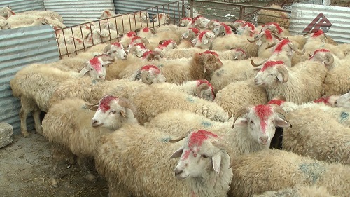 Bu rayonda qurbanlıq heyvanların kəsim məntəqəsi yoxdur... Bu rayonda qurbanlıq heyvanların kəsim məntəqəsi yoxdur...