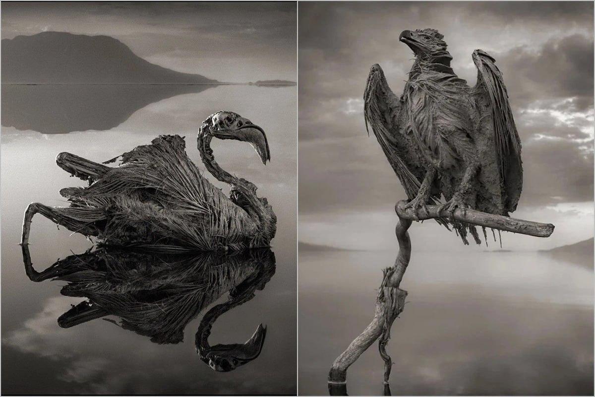Planetin ən qorxunc yerlərindən biri - Heyvanları "DAŞA ÇEVİRƏN" göl - FOTO Planetin ən qorxunc yerlərindən biri - Heyvanları "DAŞA ÇEVİRƏN" göl - FOTO