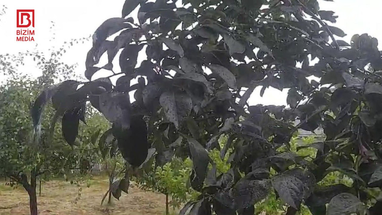 Bu bölgəmiz yayı yağışla qarşılayır – FOTO/VİDEO