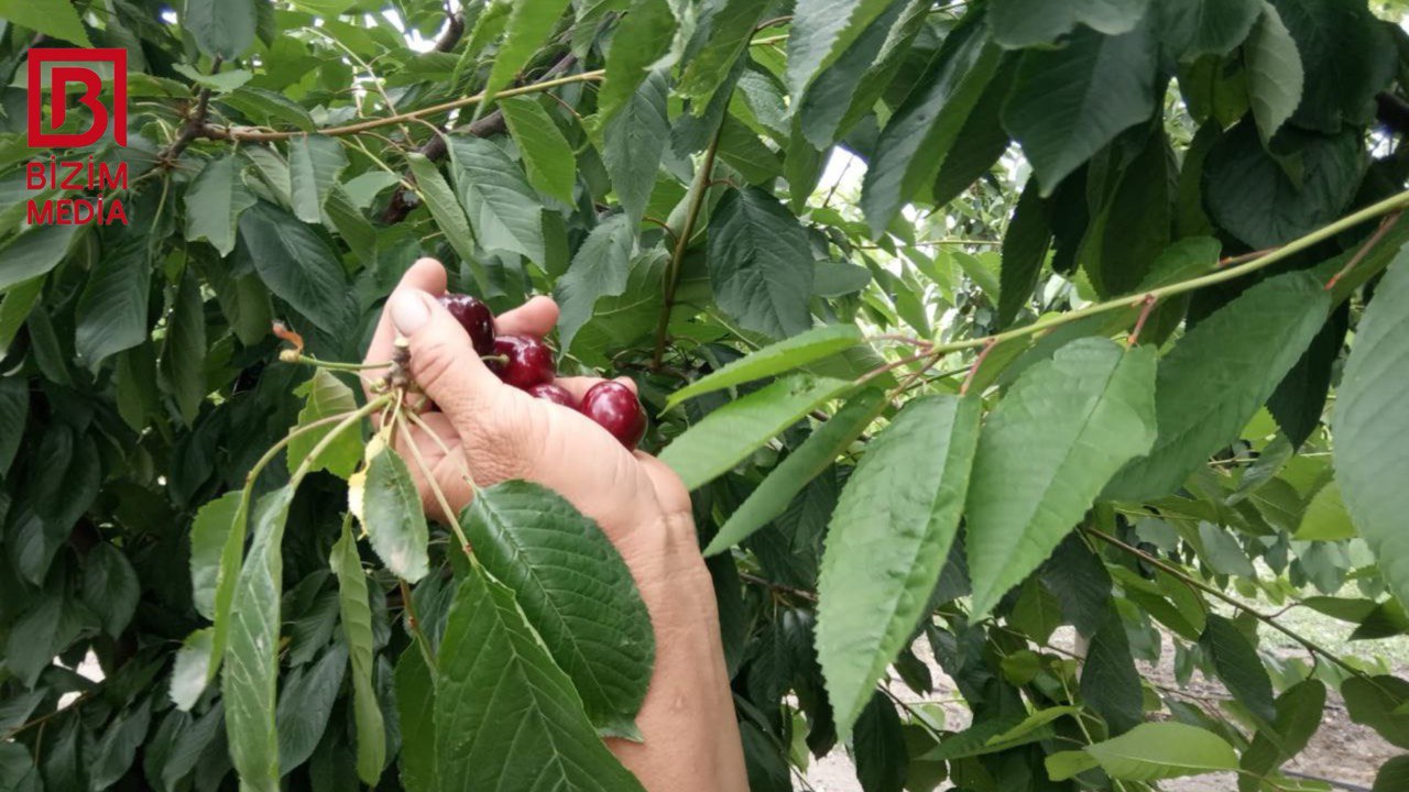 Gilasın baha olmasının səbəbi BƏLLİ OLDU – Xaçmaz bağlarından REPORTAJ – FOTO Gilasın baha olmasının səbəbi BƏLLİ OLDU – Xaçmaz bağlarından REPORTAJ – FOTO
