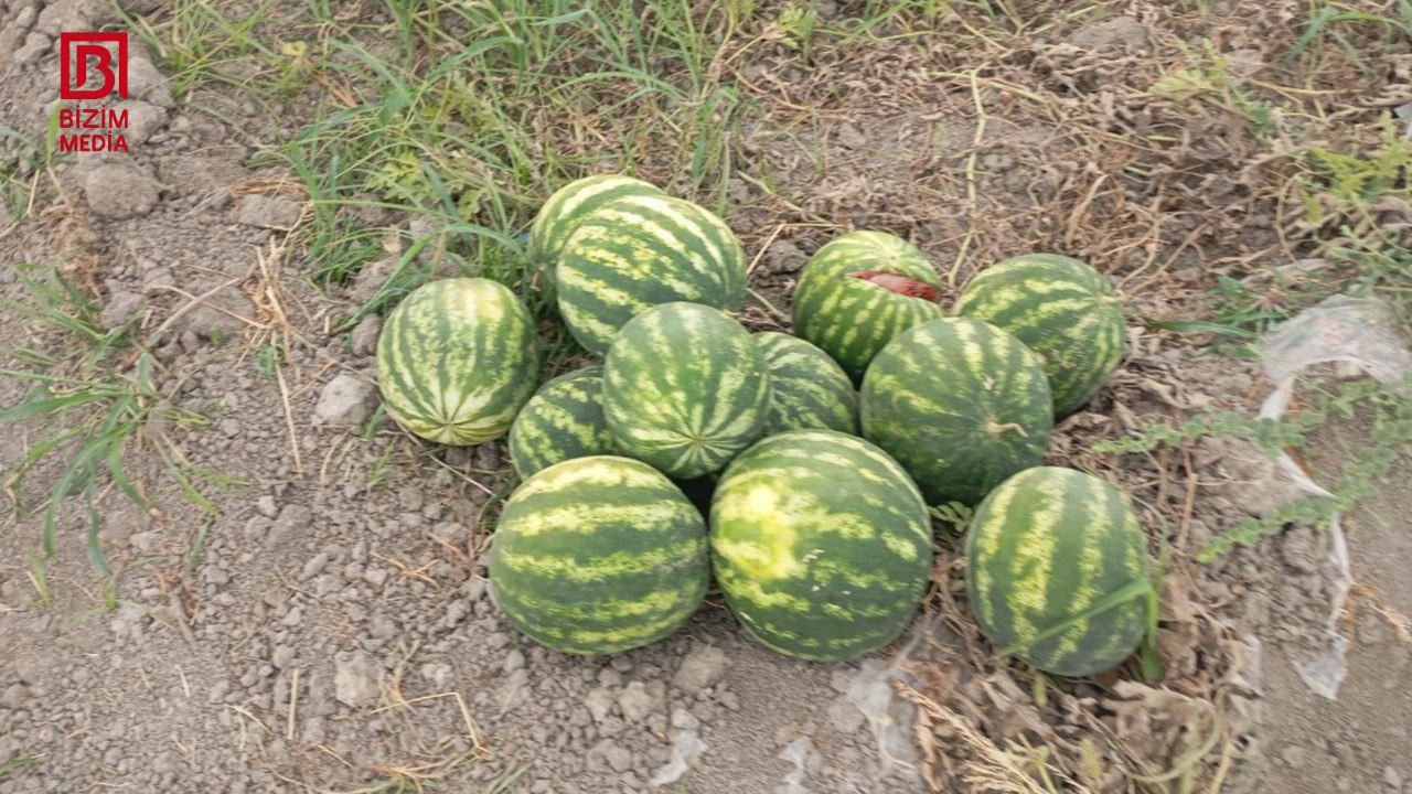 Salyanda qarpız sahələrdə ÇÜRÜYÜR – “Məhsul 7 qəpiyə belə SATILMIR” – FOTO Salyanda qarpız sahələrdə ÇÜRÜYÜR – “Məhsul 7 qəpiyə belə SATILMIR” – FOTO