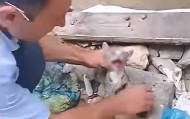 Sumqayıtda pişiyə rəhmsizlik edən şəxs məsuliyyətə cəlb olundu - FOTO Sumqayıtda pişiyə rəhmsizlik edən şəxs məsuliyyətə cəlb olundu - FOTO