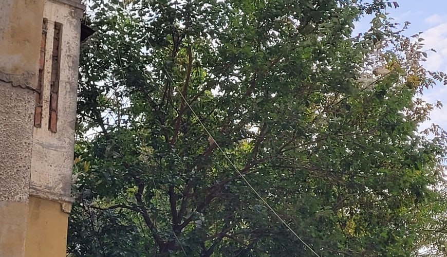 Bakıda Amerika kəpənəkləri buna görə artırmış - FOTOLAR Bakıda Amerika kəpənəkləri buna görə artırmış - FOTOLAR