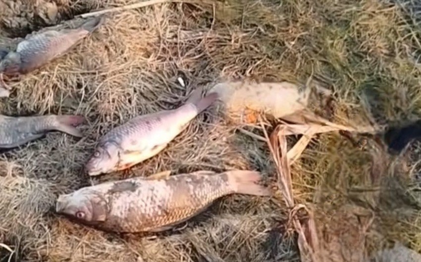Biləsuvarda balıqların kütləvi tələfatının səbəbi AÇIQLANDI