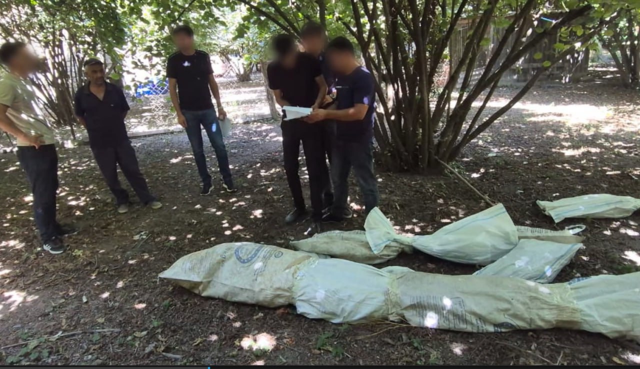 Qəbələdə fındıq bağında çətənə yetişdirən şəxs belə saxlanıldı – ANBAAN VİDEO Qəbələdə fındıq bağında çətənə yetişdirən şəxs belə saxlanıldı – ANBAAN VİDEO