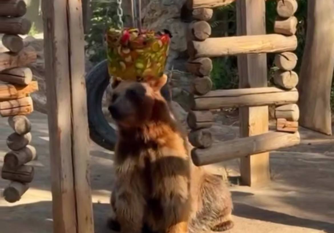 Bakı zooparkında ayı dondurmanı belə yedi – VİDEO