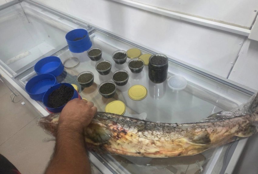 Nərə balığı və 5 kiloqrama yaxın kürünün qanunsuz satışı AŞKARLANDI - FOTO