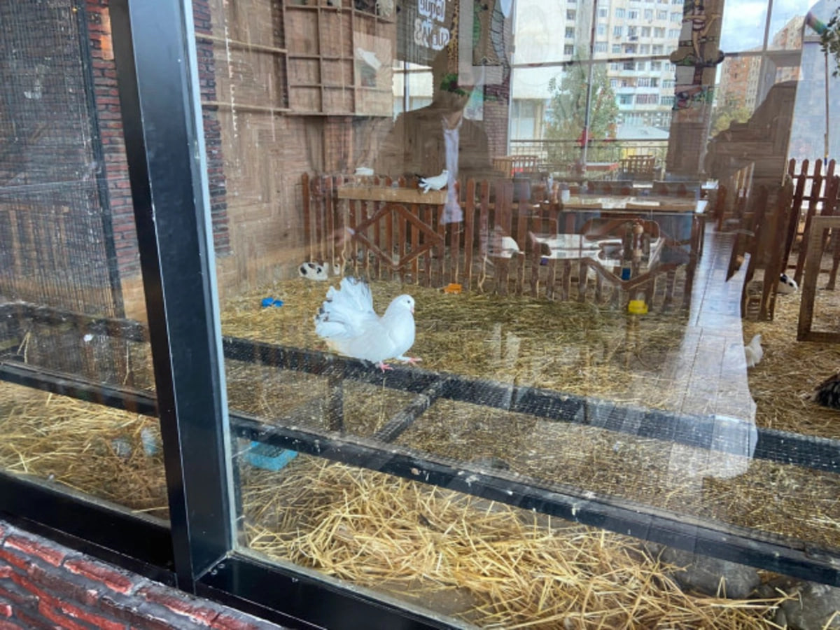 Bu heyvanların nümayiş etdirilməsi qanunla qadağandır! – FOTO