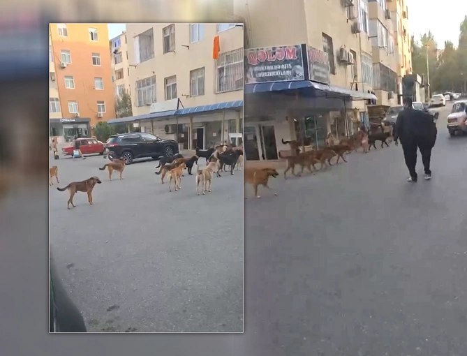 Masazırda küçə itlərinin toplanmasına başlanılıb – VİDEO