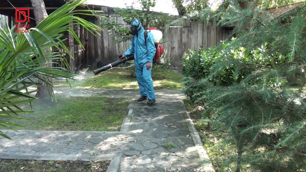 Zaqatalada böcək KABUSU – Tədbirlər də artıq fayda vermir... – FOTO