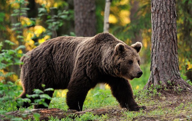 AYI hücumlarının SƏBƏBİ – Hansı bölgələr daha çox risk altındadır? AYI hücumlarının SƏBƏBİ – Hansı bölgələr daha çox risk altındadır?