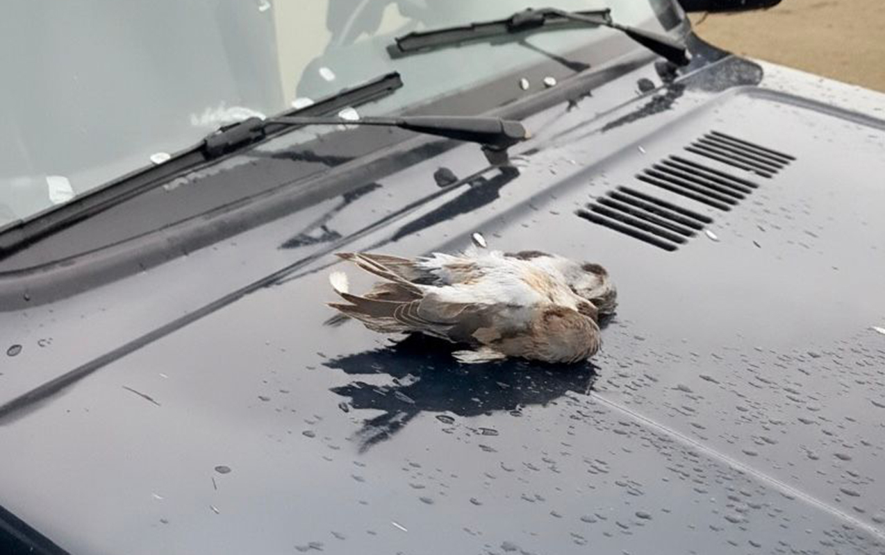 Şahin quşunu qanunsuz ovlayanlar SAXLANILDI – FOTO
