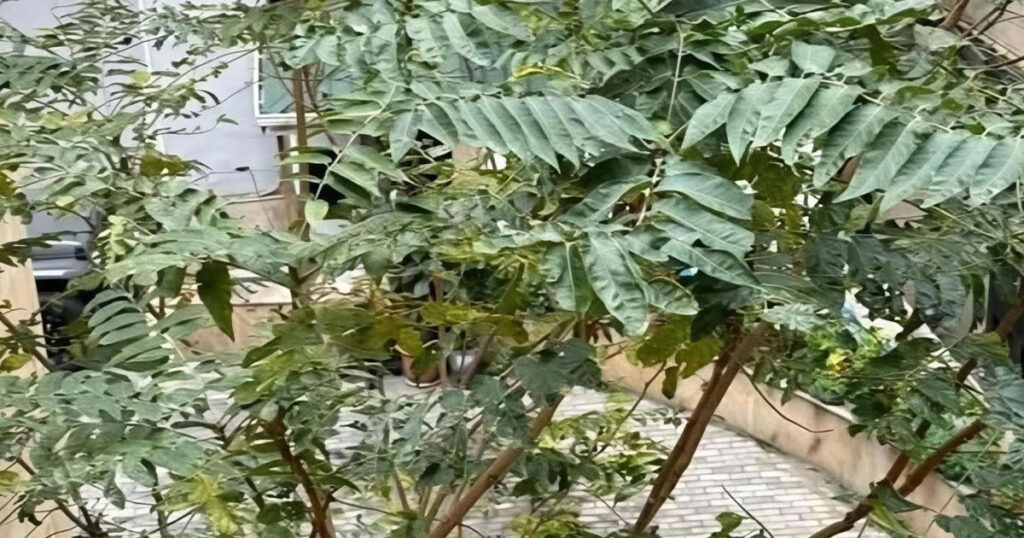 Bakıda geniş yayılan bu ağacın ziyanı faydasından çoxdur – İDDİA Bakıda geniş yayılan bu ağacın ziyanı faydasından çoxdur – İDDİA