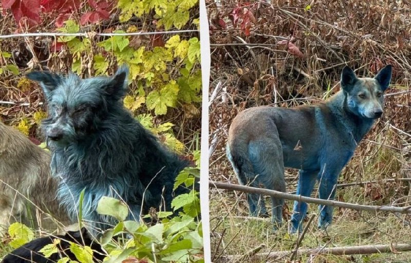 Çernobılda mavi itlər peyda oldu – FOTO Çernobılda mavi itlər peyda oldu – FOTO