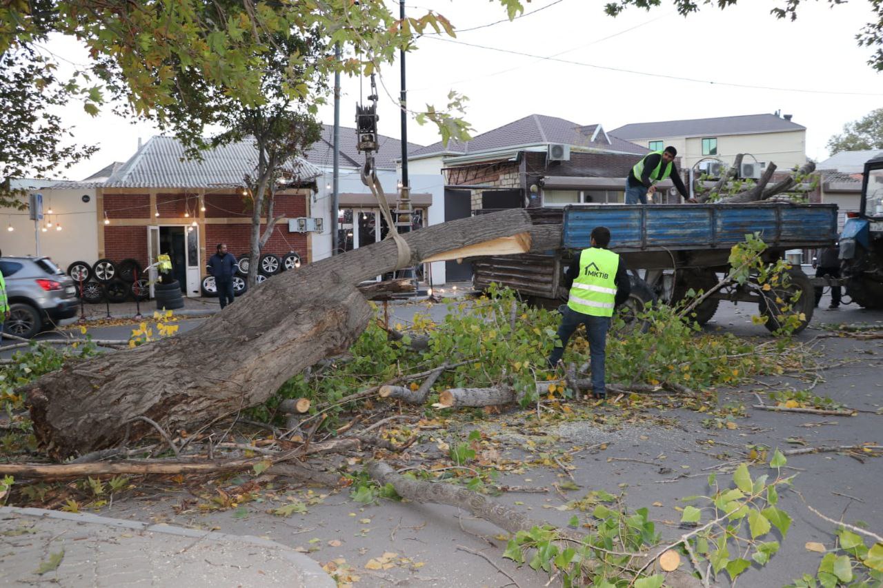 Gəncədə güclü külək irigövdəli ağacları AŞIRDI - FOTO Gəncədə güclü külək irigövdəli ağacları AŞIRDI - FOTO