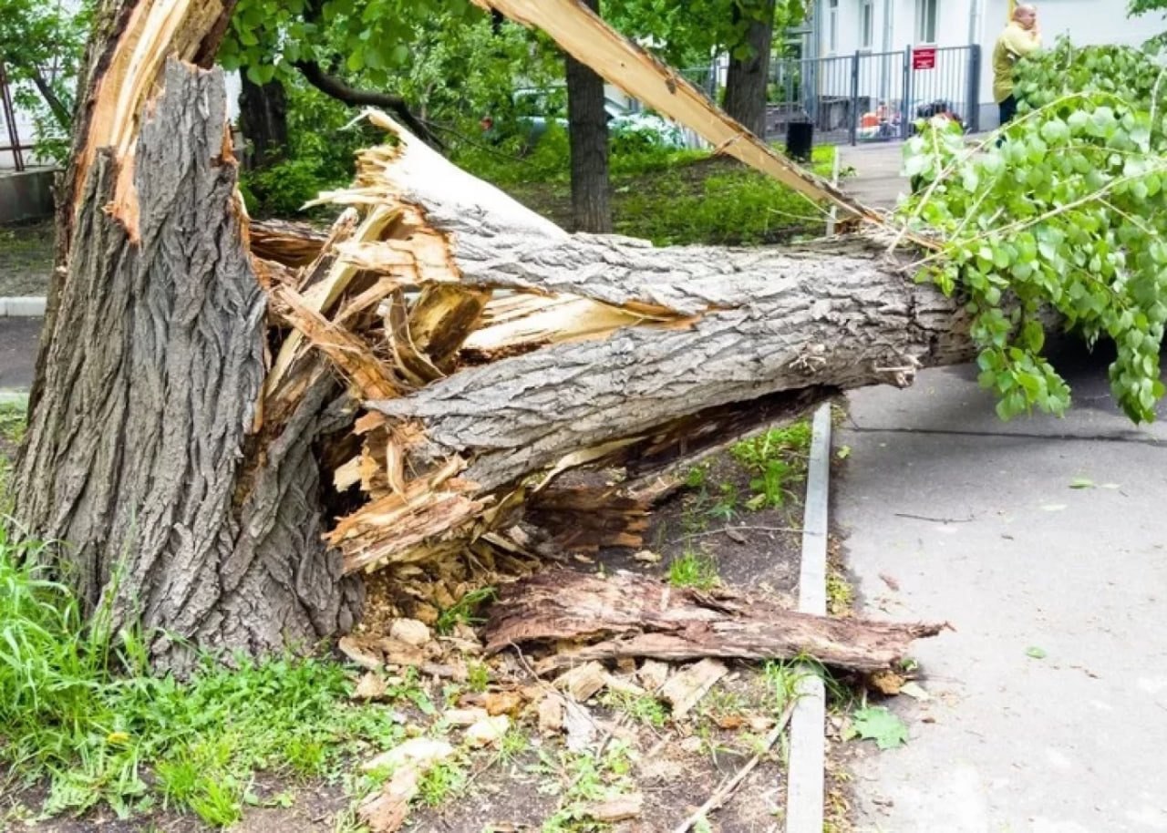 Bakıda 3 nəfərin üzərinə çinar ağacı aşdı
