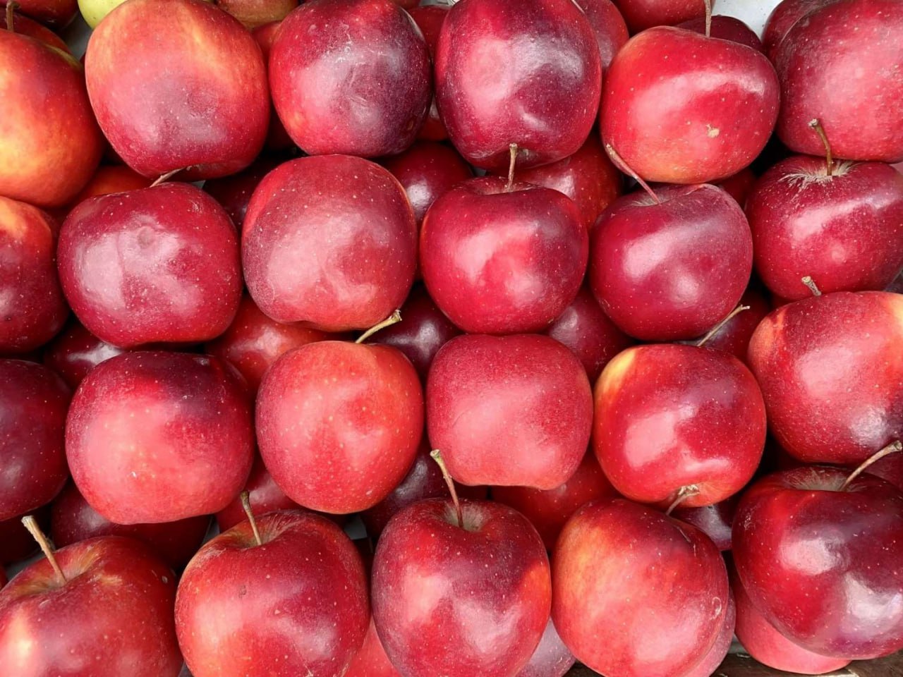 İlkin Həsənovun 163,4 ton alması MƏHV EDİLƏCƏK İlkin Həsənovun 163,4 ton alması MƏHV EDİLƏCƏK