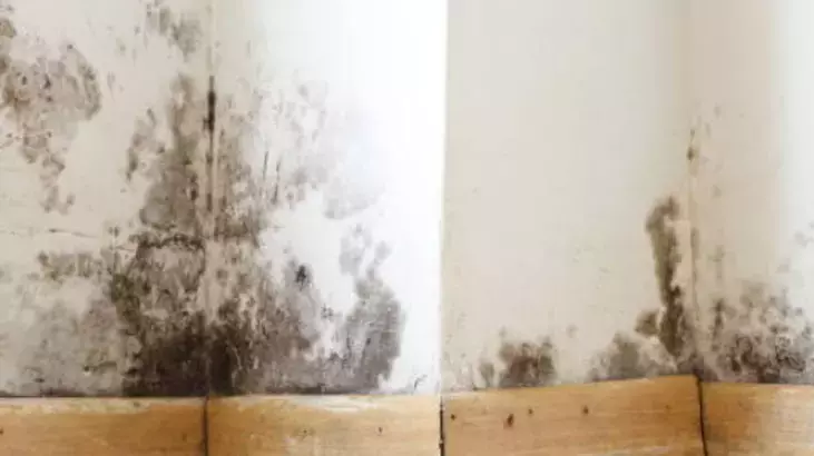 Bu meyvədən otağınıza bir ovuc QOYUN – Rütubətdən əsər-əlamət QALMAYACAQ