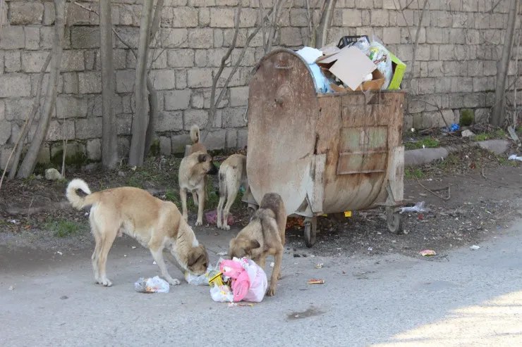 Bakıda küçə itinə yemək verən qadın DÖYÜLDÜ