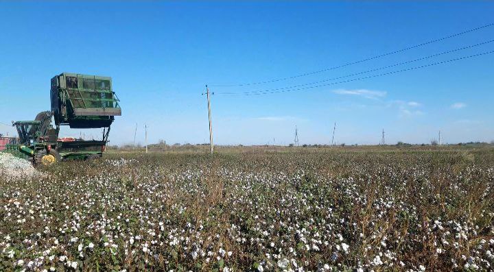 Biləsuvarda pambıq sahəsində yanğın oldu - VİDEO